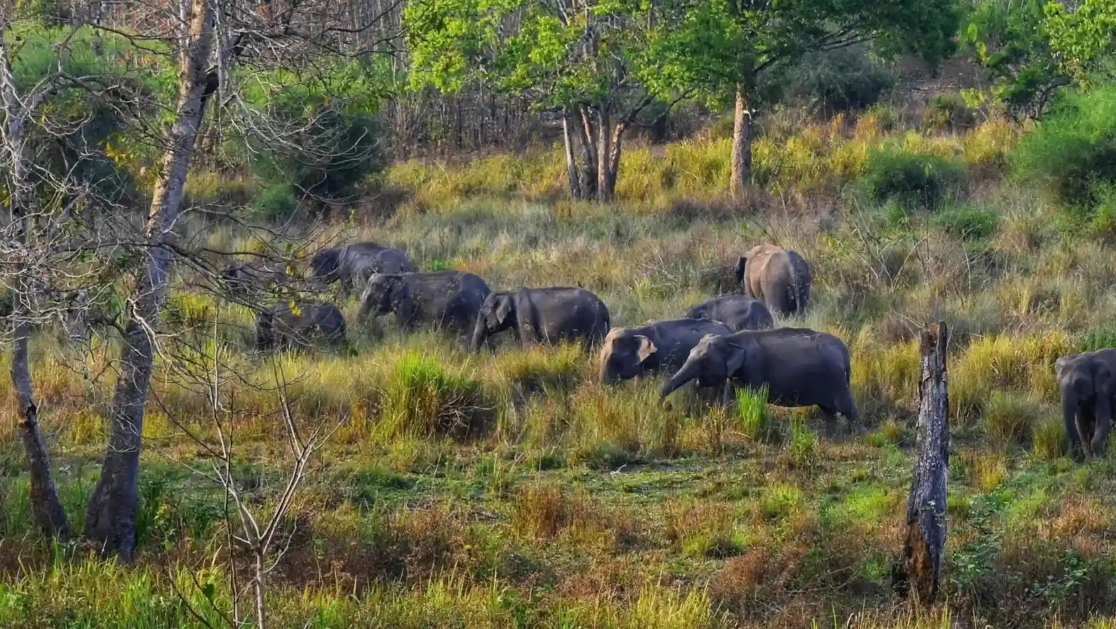 Tholpetty Wildlife Sanctuary
